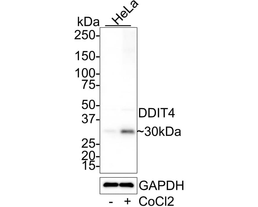 DDIT4 Antibody (PS00-10)