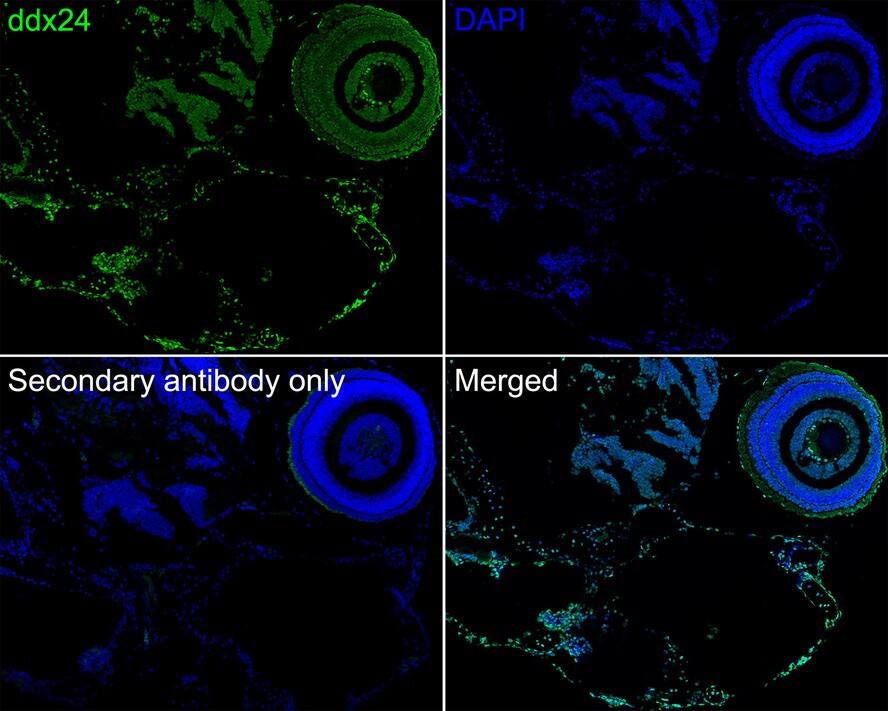 DDX24 Antibody (A3B10-R)