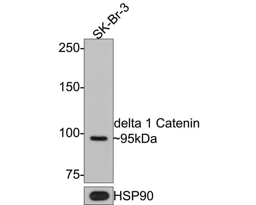 p120-catenin Antibody (PD00-43)