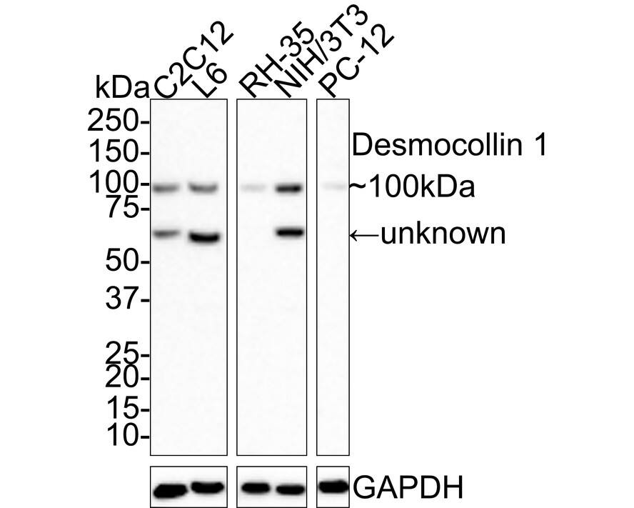 Desmocollin-1 Antibody (JE66-57)