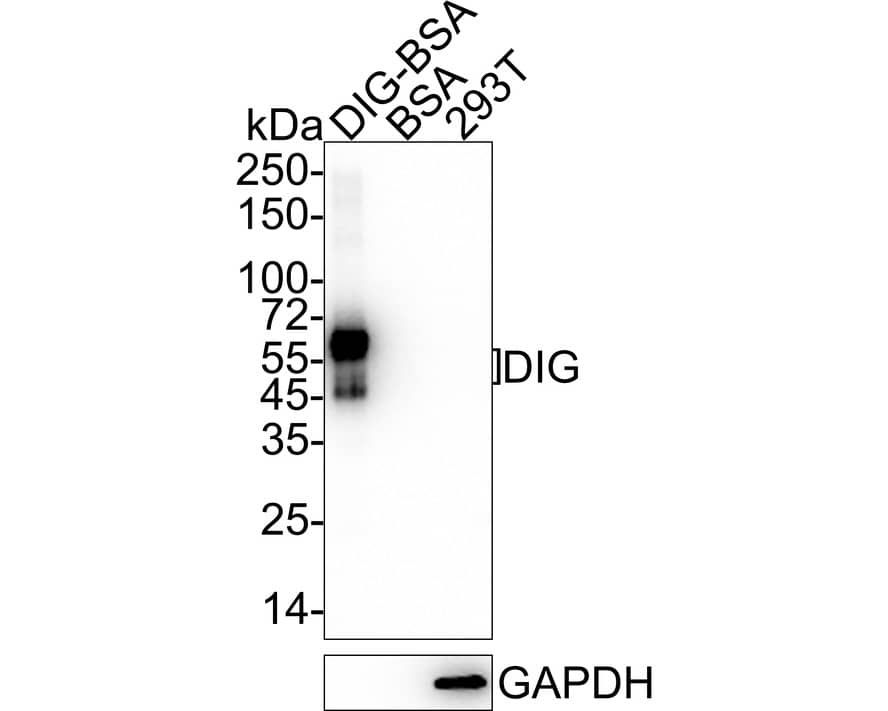 Digoxigenin Antibody (PSH04-39)