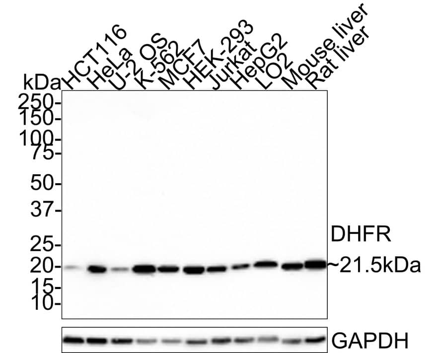 Dihydrofolate Reductase/DHFR Antibody (JE31-05)