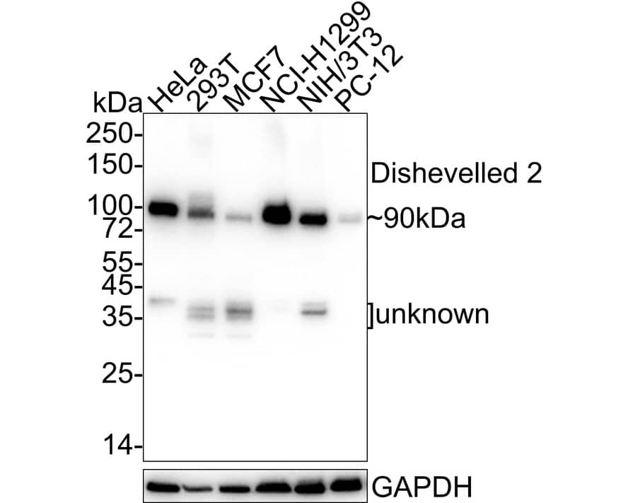 Dishevelled-2 Antibody (PSH04-07)