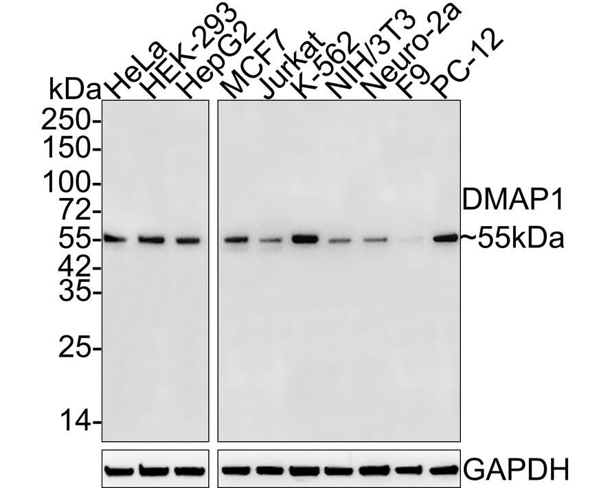 DMAP1 Antibody (JE55-31)