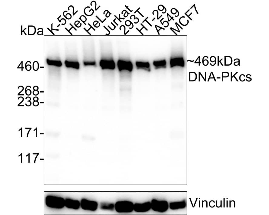 DNA-PKcs Antibody (2-B3-R)