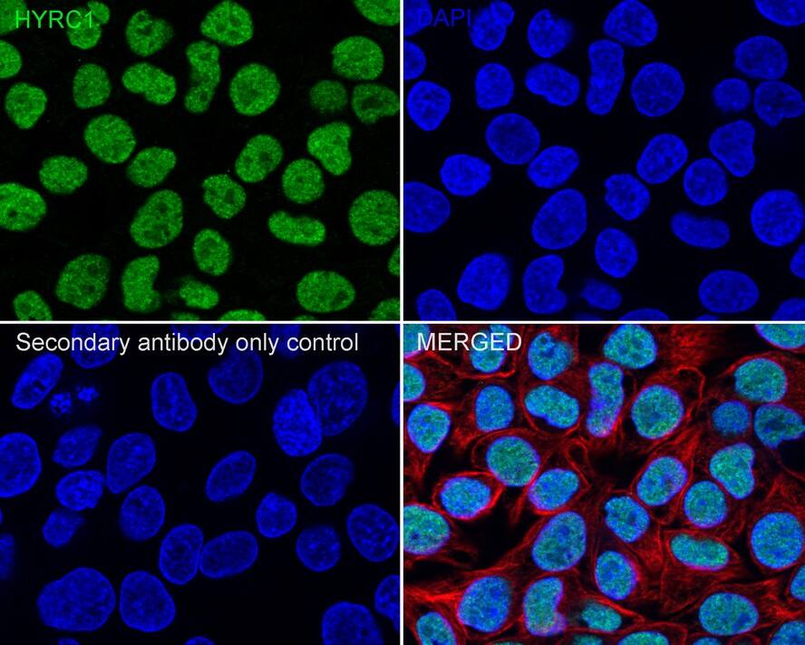 DNA-PKcs Antibody (2-B3-R)