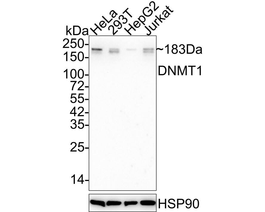 DNMT1 Antibody (A3A8-R) Western Blot: DNMT1 Antibody (A3A8-R) [NBP3-32274]