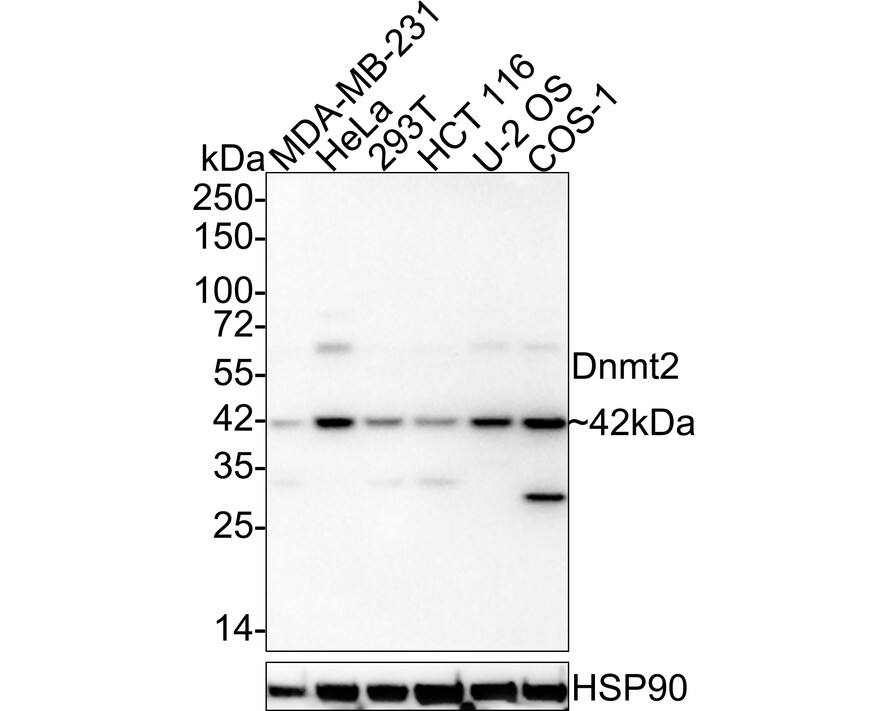 Dnmt2 Antibody (PSH03-43) Western Blot: Dnmt2 Antibody (PSH03-43) [NBP3-32275]