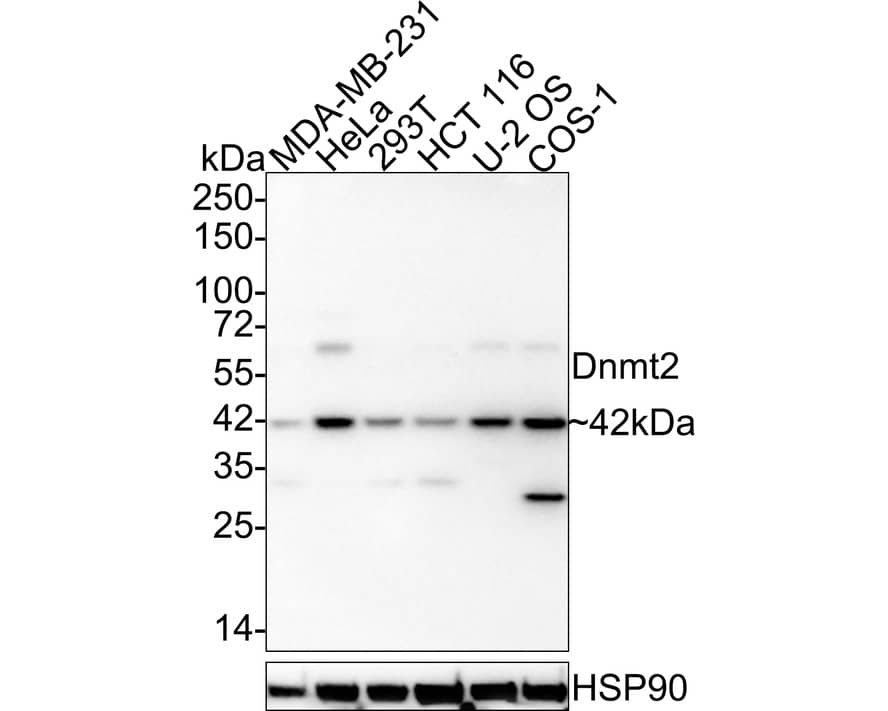 Dnmt2 Antibody (PSH03-43)