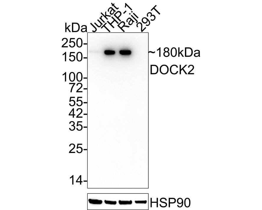 DOCK2 Antibody (JE53-62)