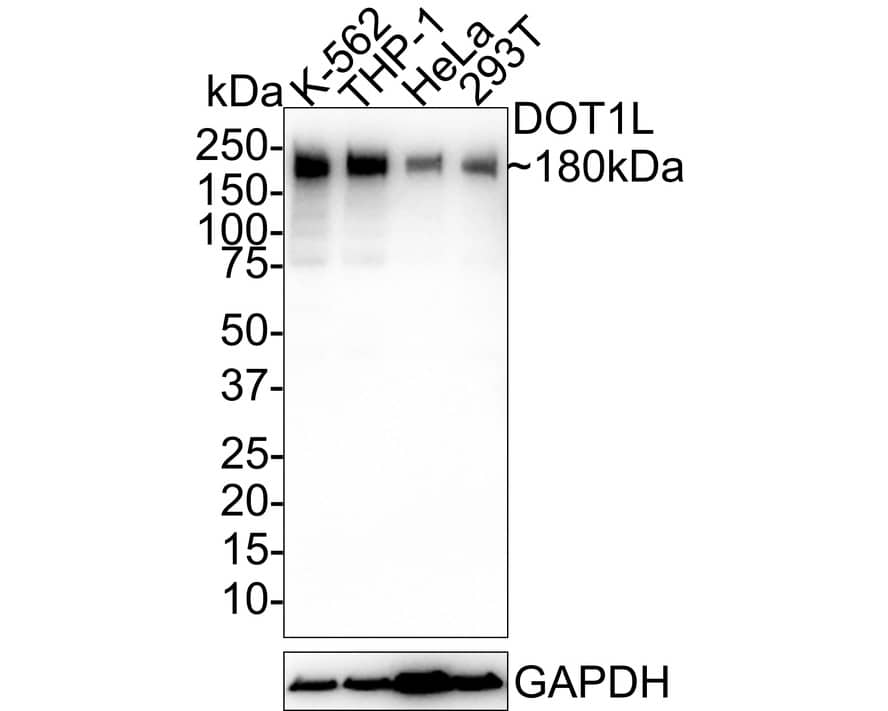 DOT1L Antibody (PSH01-57)