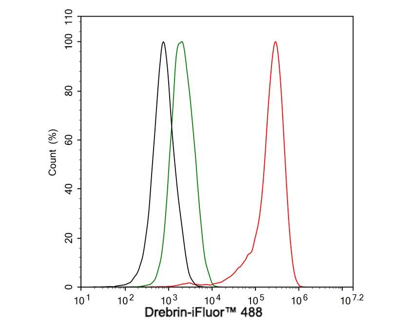 Drebrin 1 Antibody (JE30-20)