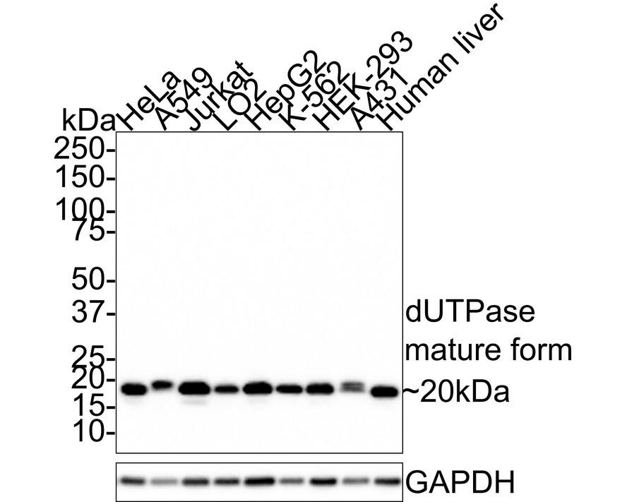 dUTPase Antibody (JE66-11)