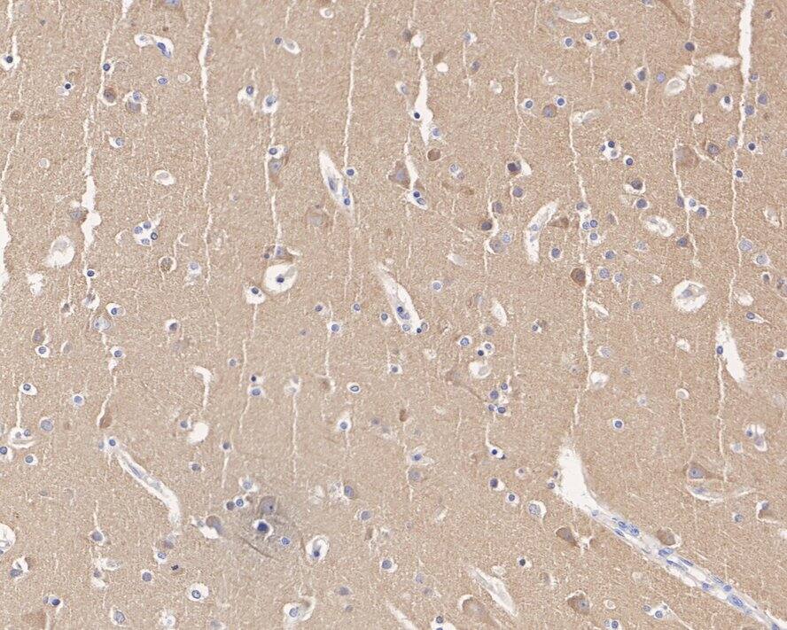 Dynamin Antibody (A1B2-R)