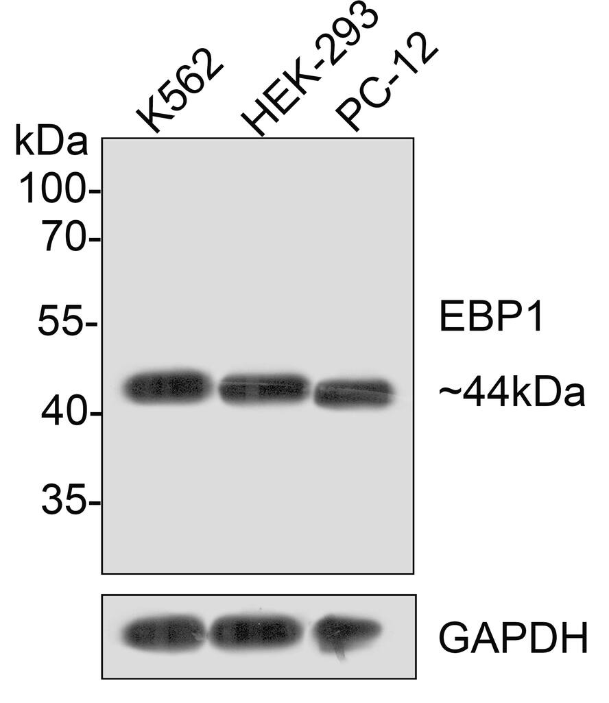 PA2G4/EBP1 Antibody (JE35-48)