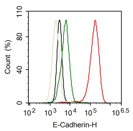E-Cadherin Antibody (SY0287)