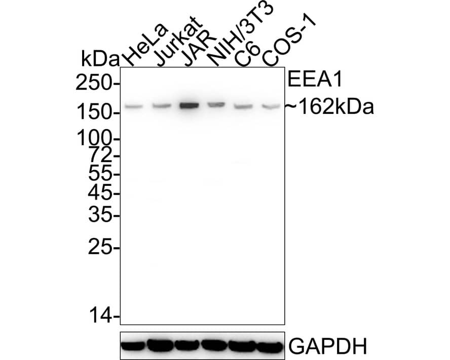 EEA1 Antibody (JE59-34)