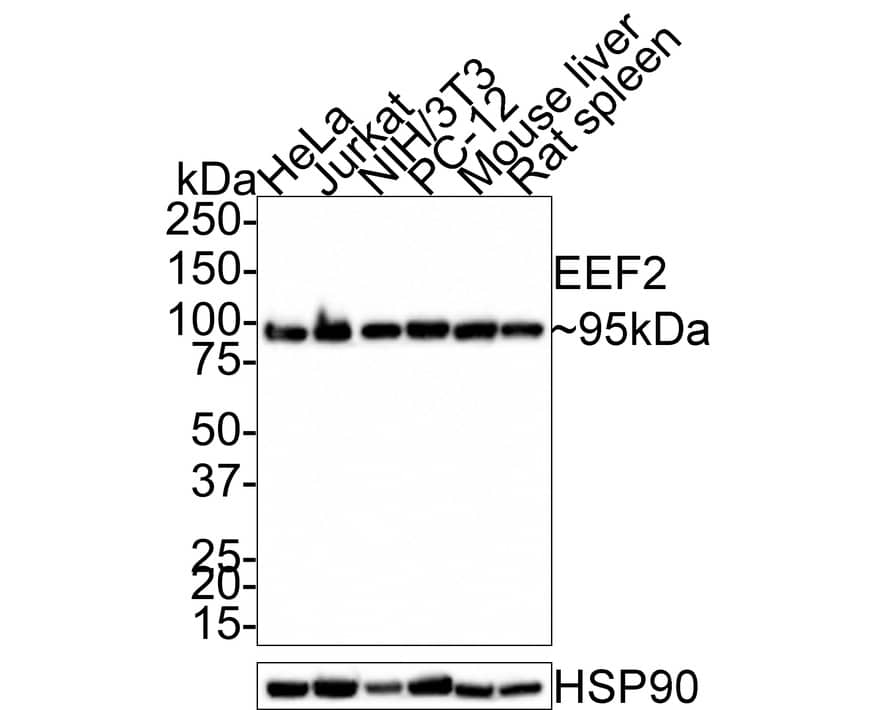 eEF-2 Antibody (JE32-57)