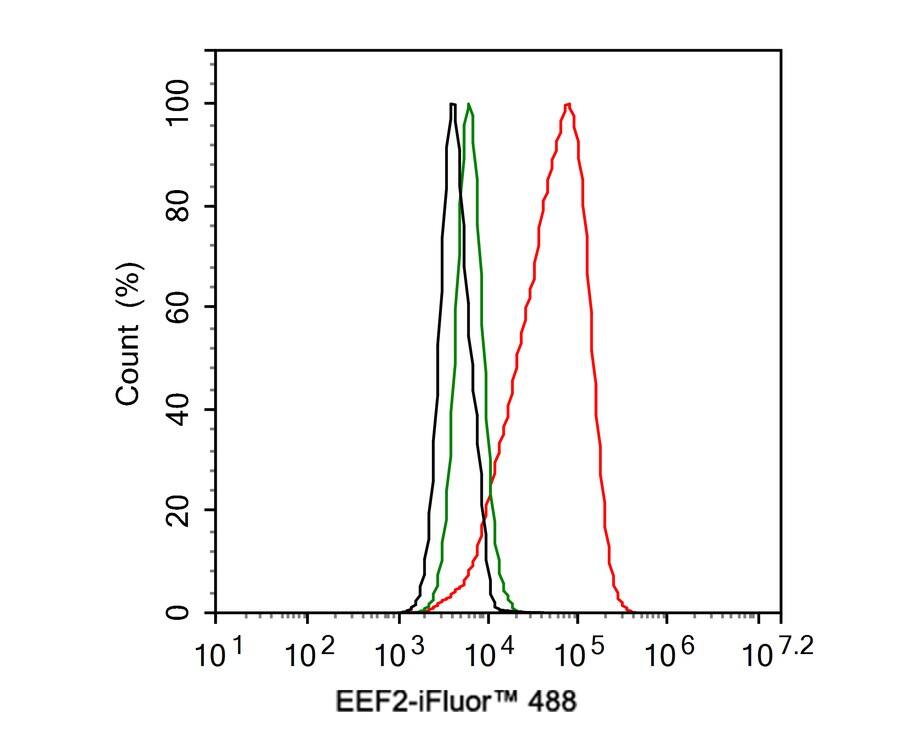eEF-2 Antibody (JE32-57)