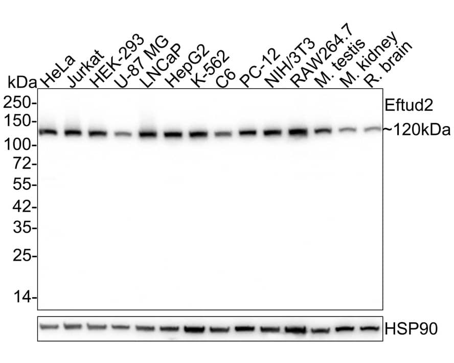 EFTUD2 Antibody (1-D10-A1-R)