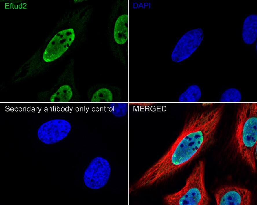 EFTUD2 Antibody (1-D10-A1-R)