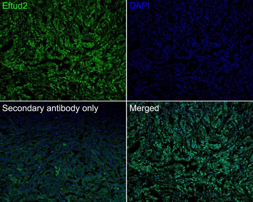 EFTUD2 Antibody (1-D10-A1-R)