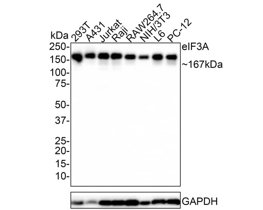 EIF3A Antibody (JE58-60)