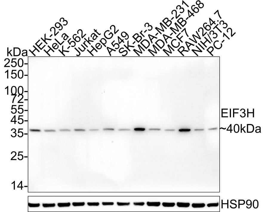 EIF3S3 Antibody (PSH04-49)