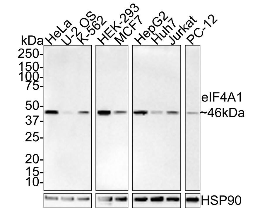 eIF4A1 Antibody (JE35-43)