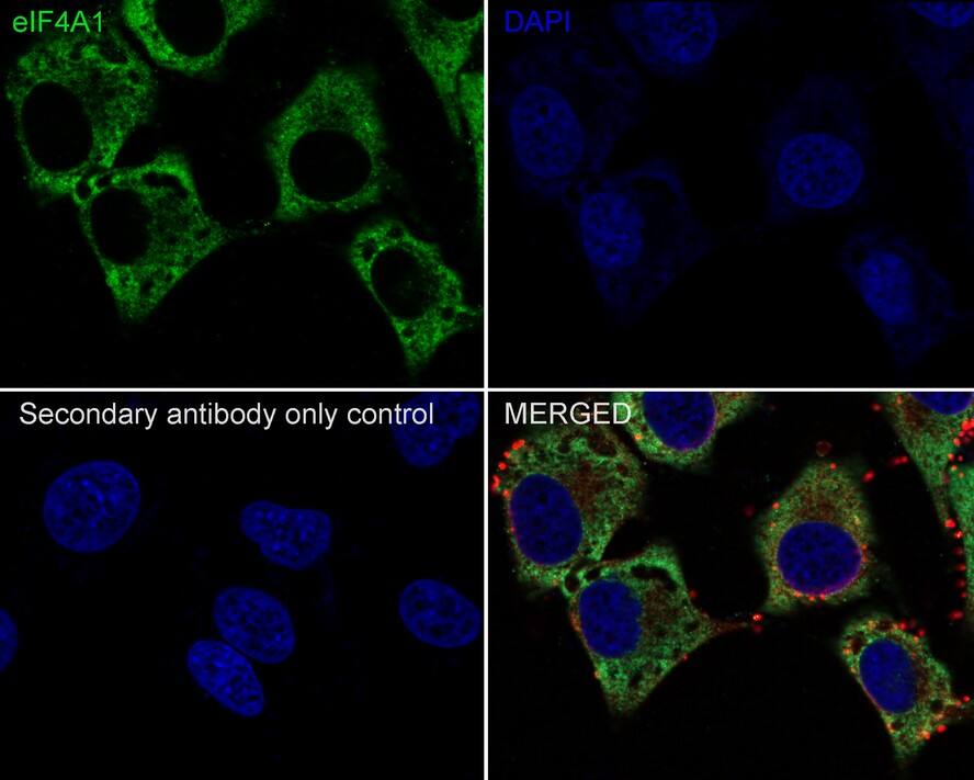 eIF4A1 Antibody (JE35-43)