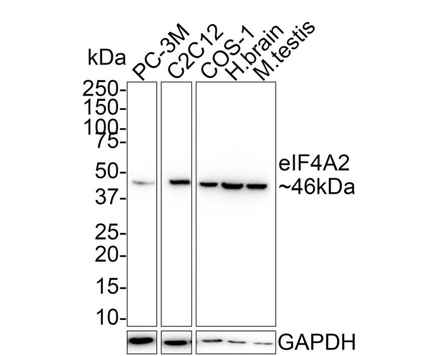 eIF4A2 Antibody (PSH01-88)