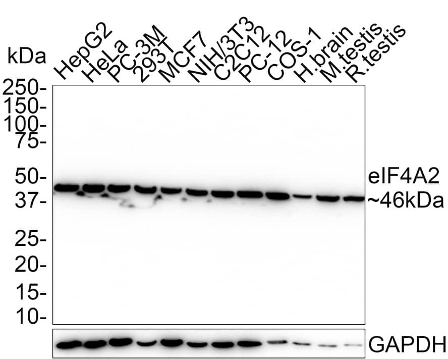 eIF4A2 Antibody (PSH01-89)