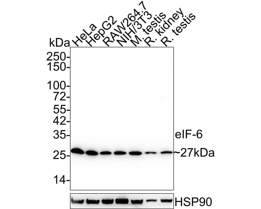 integrin beta 4 binding protein Antibody (A6A3-R)