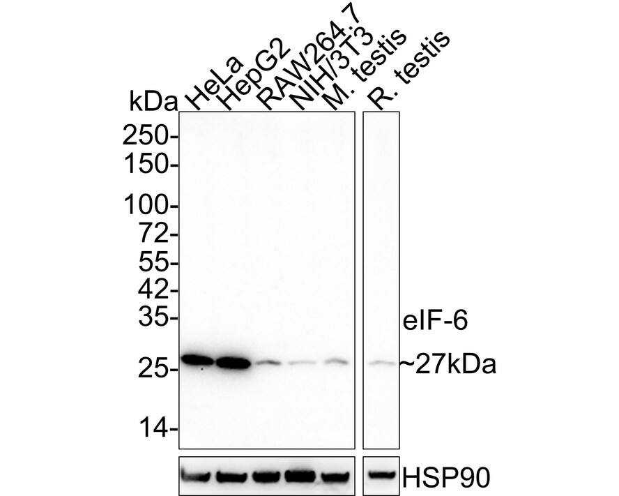 integrin beta 4 binding protein Antibody (A6A2-R)