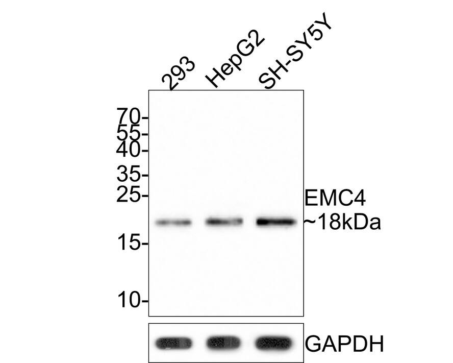 TMEM85 Antibody (JE65-17)