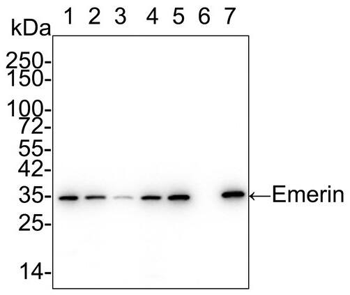 Emerin Antibody (PSH01-86)