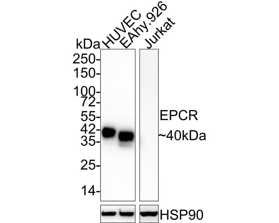 EPCR Antibody (PSH03-50)