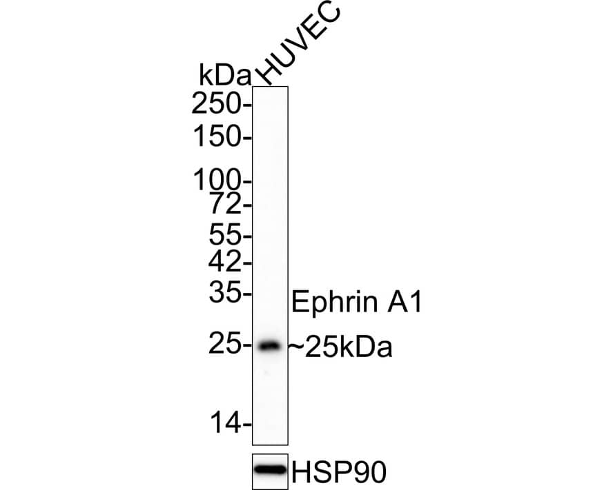 Ephrin-A1 Antibody (A7B10-R)