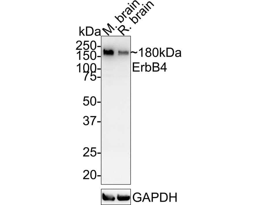 ErbB4/Her4 Antibody (JE59-43)