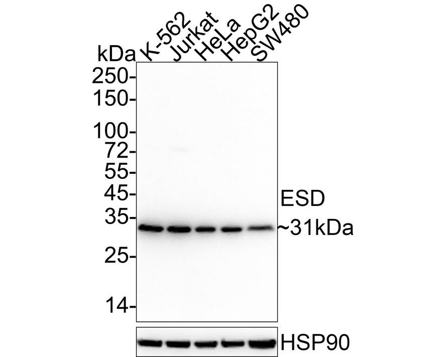 ESD Antibody (J0-8-R)