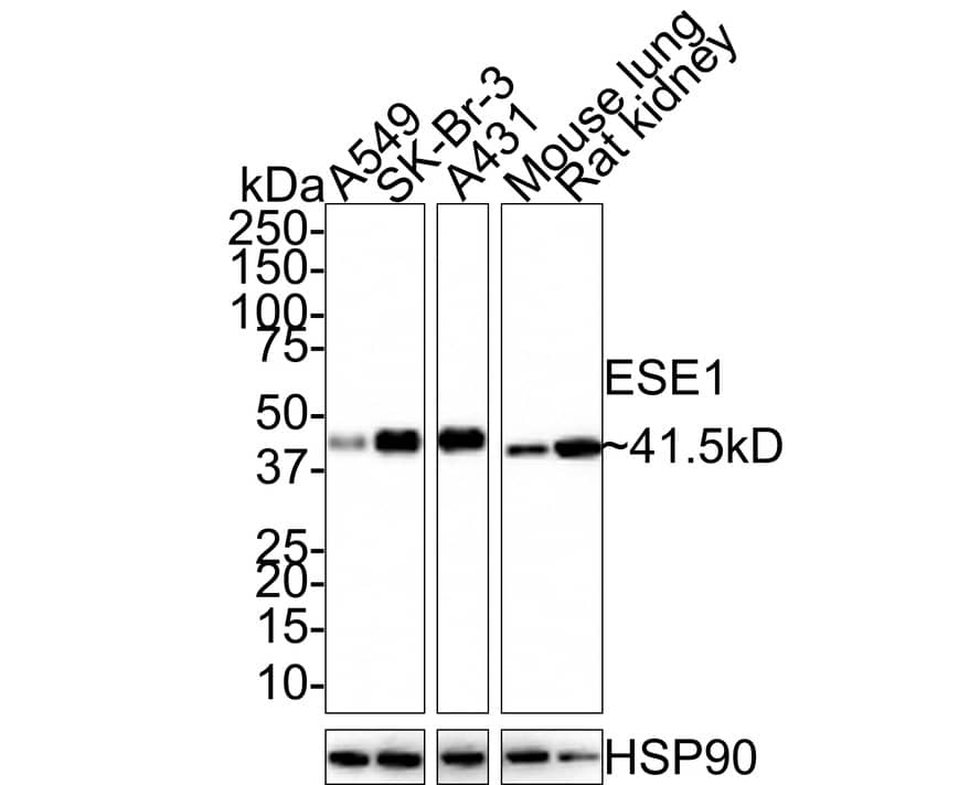 ELF3/ESE-1 Antibody (JE33-30)