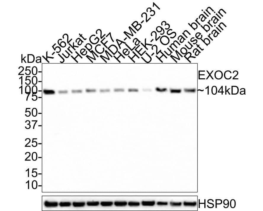 EXOC2 Antibody (JE65-98)