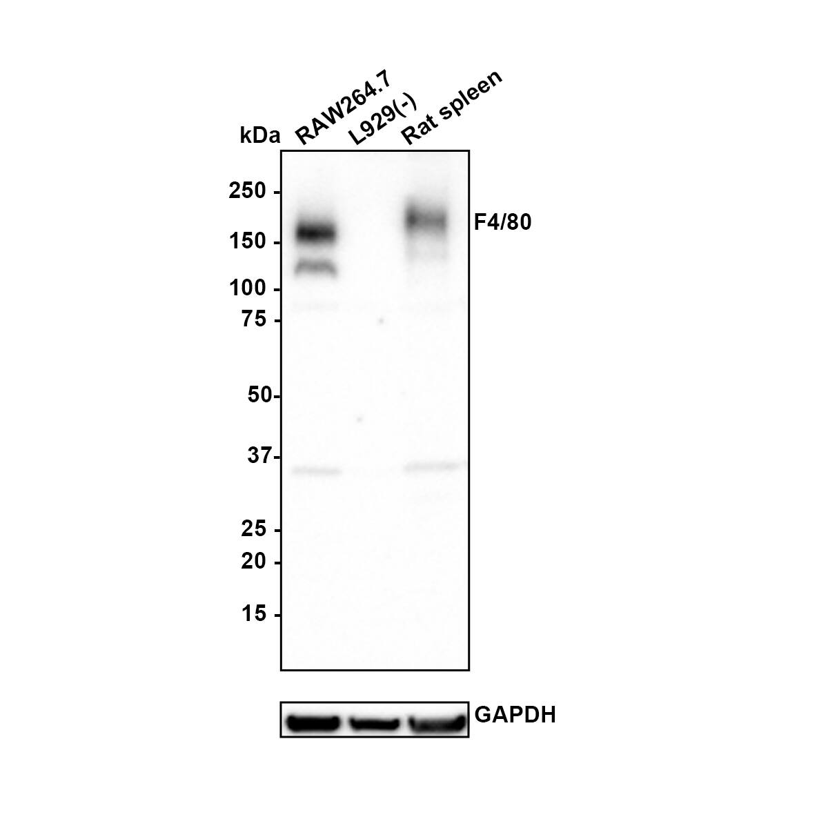 F4/80 Antibody (PSH0-85) Western Blot: F4/80 Antibody (PSH0-85) [NBP3-32323]