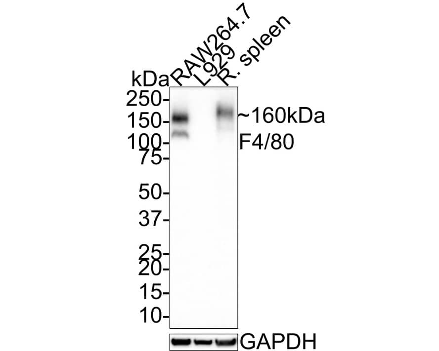 F4/80 Antibody (PSH0-85)