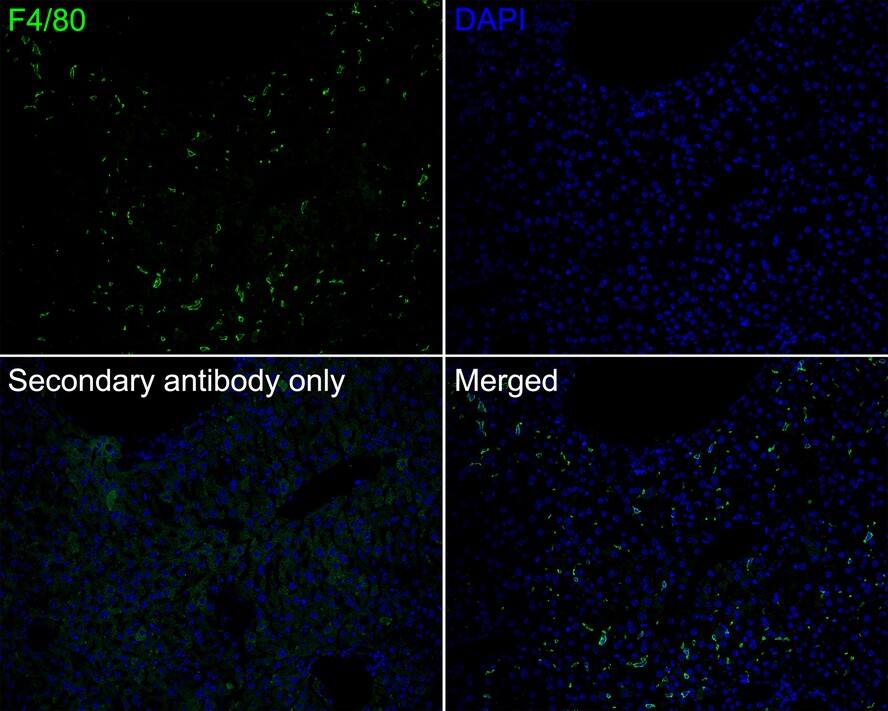 F4/80 Antibody (PSH0-85)