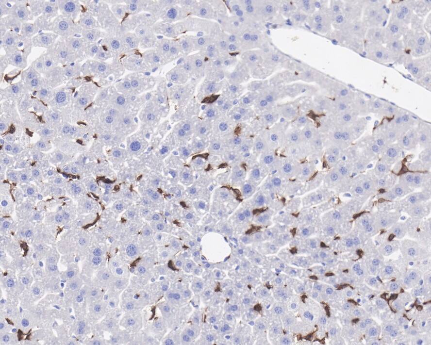 F4/80 Antibody (PSH0-85)