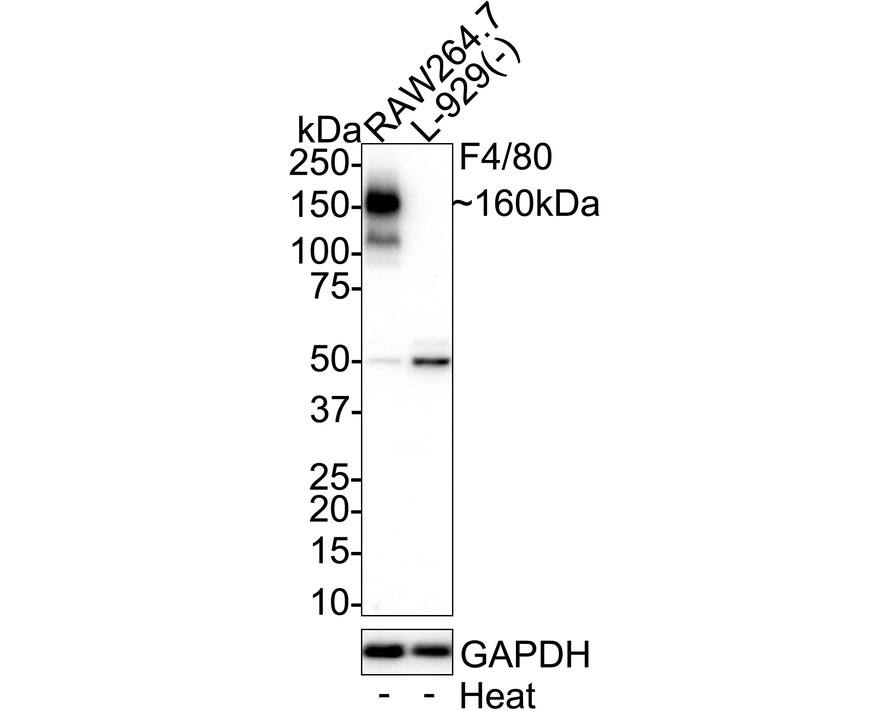 F4/80 Antibody (PSH01-87) Western Blot: F4/80 Antibody (PSH01-87) [NBP3-32324]