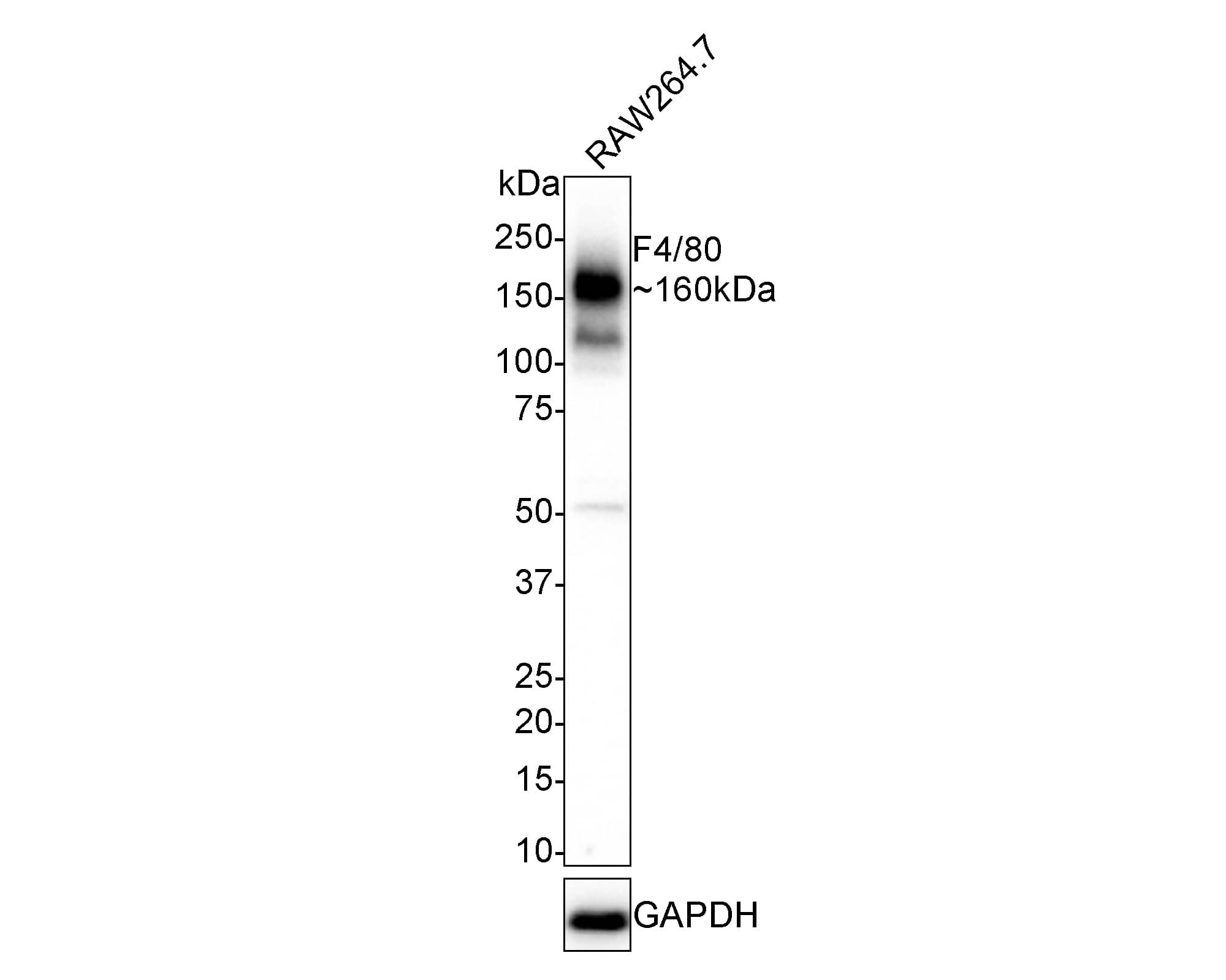 F4/80 Antibody (PSH01-87)