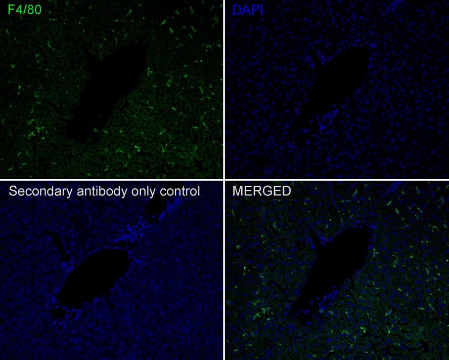 F4/80 Antibody (PSH01-87)