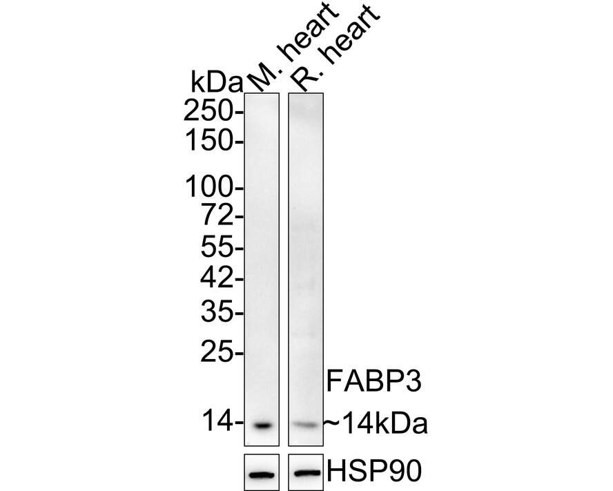 FABP3/H-FABP Antibody (JE53-37)